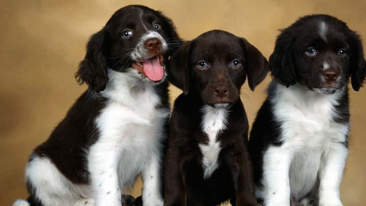 Black n White English Springer Spaniel Puppies